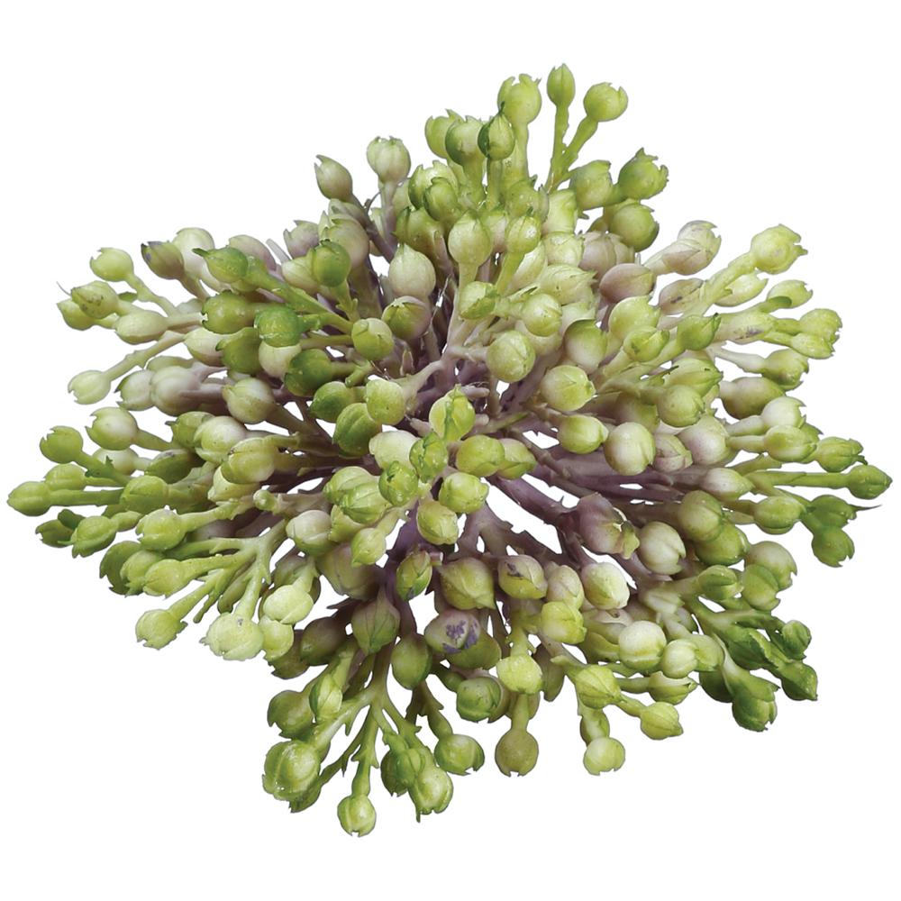 Sedum | 3.5"