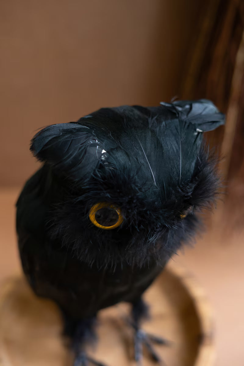 Owl with Black Feathers