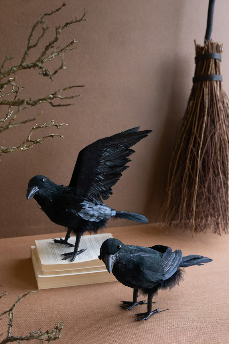 Crows with Black Feathers
