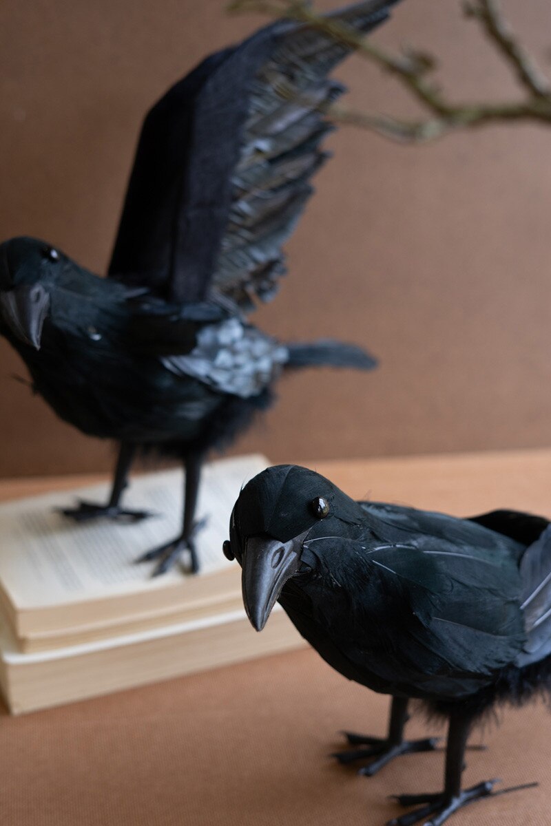 Crows with Black Feathers