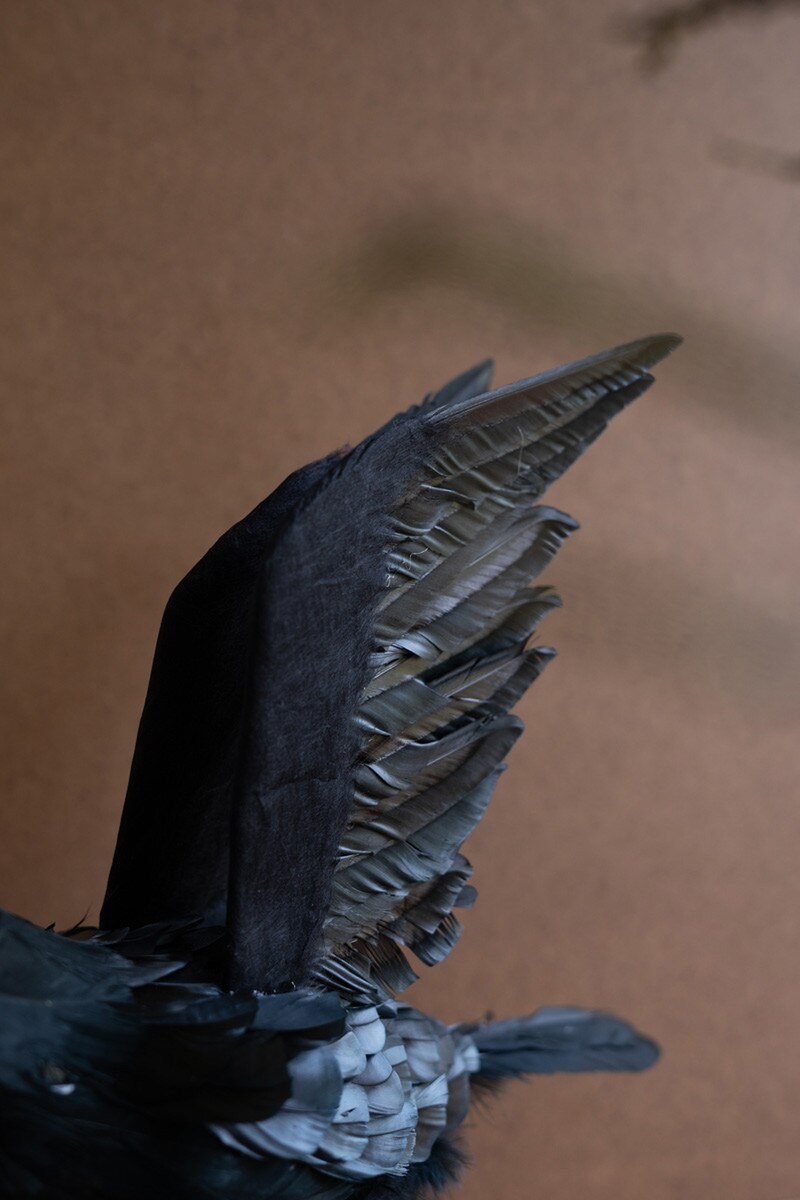 Crows with Black Feathers