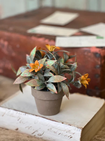 Coquette Blooms Pot | 6"