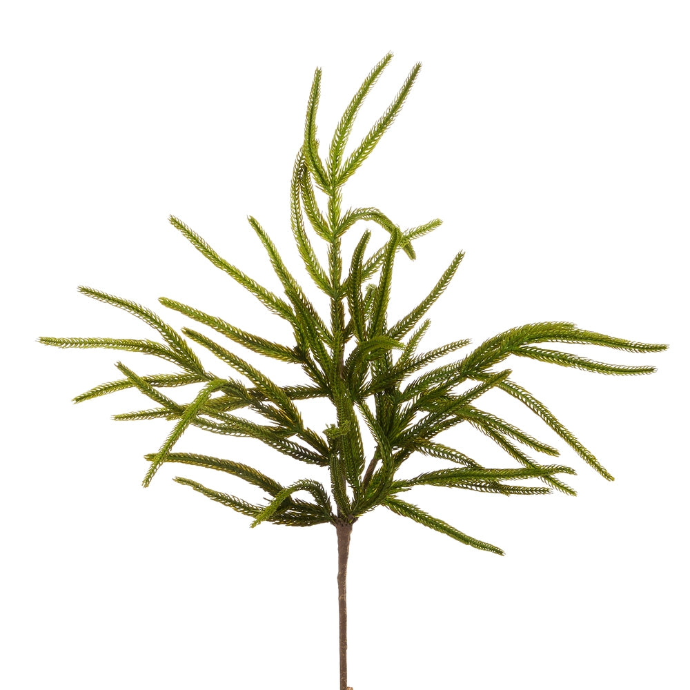 Norfolk Pine Spray | 26"