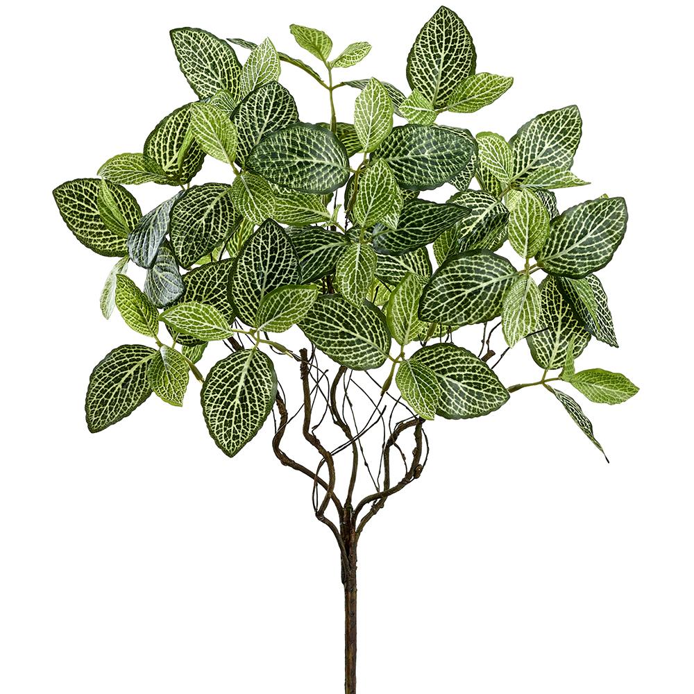 Fittonia Leave | 18"