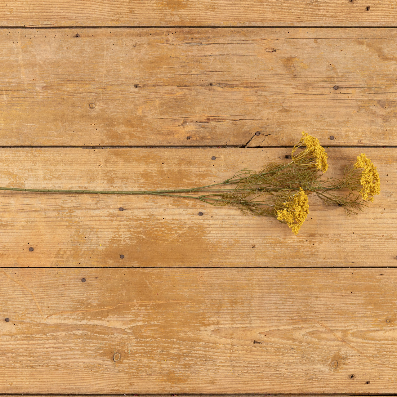 Gold Queen Anne Lace Spray | 28"