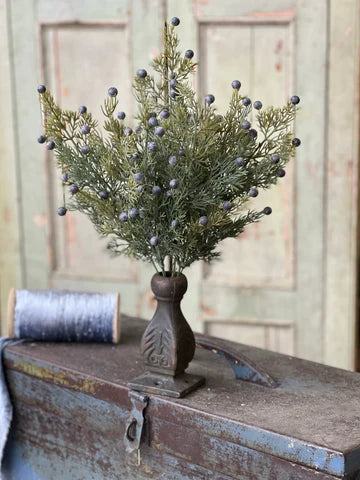 Midnight Juniper Bush