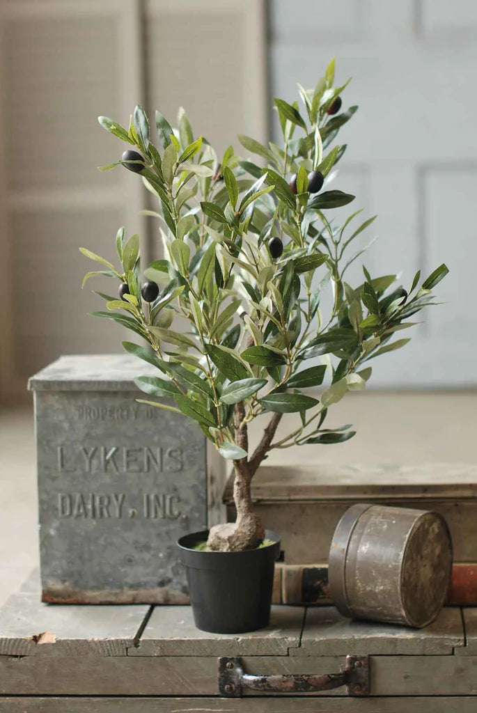 Potted Olive Bush | 26"