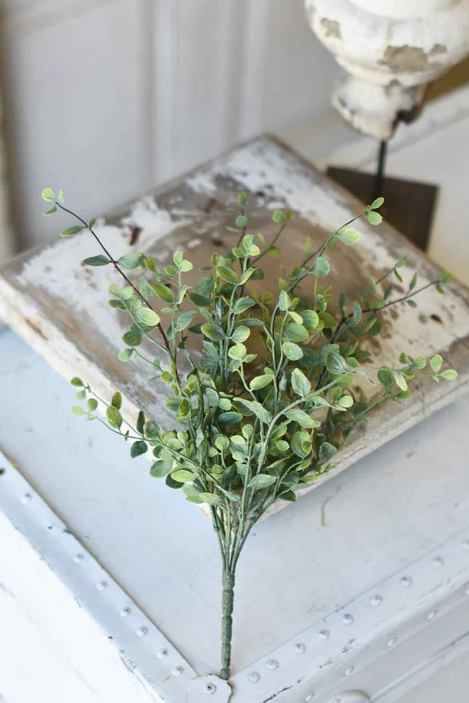 Seraph Vine Bush | 14"