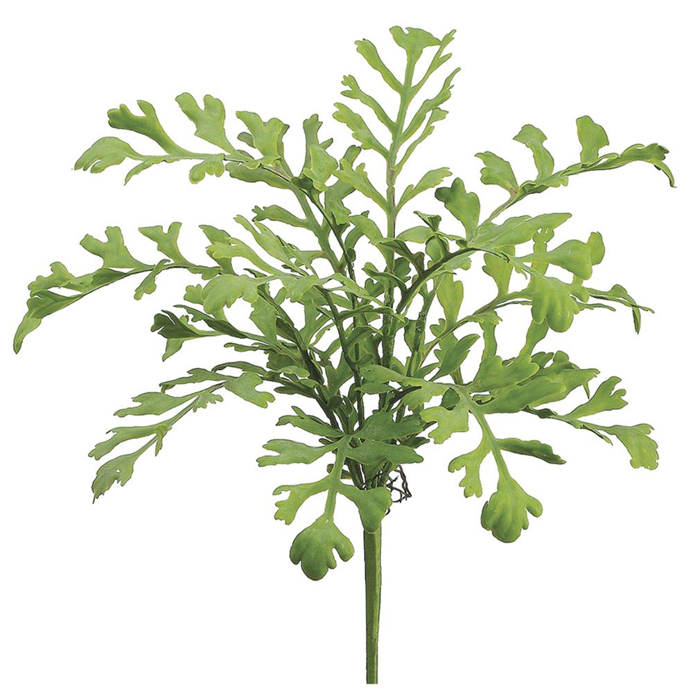 Miller Fern Bush | 17"