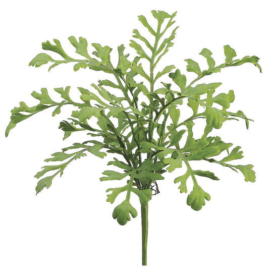 Miller Fern Bush | 17"