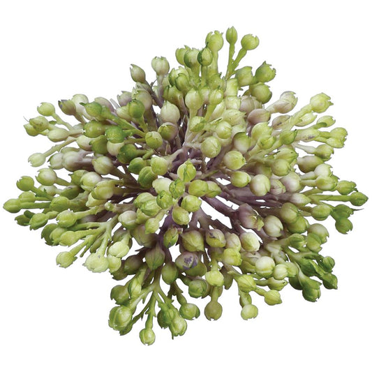 Sedum | 3.5"