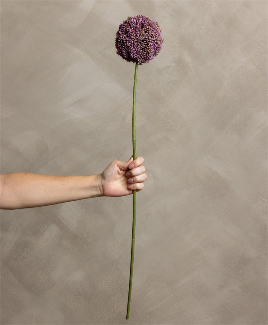 Allium Lavender Stem
