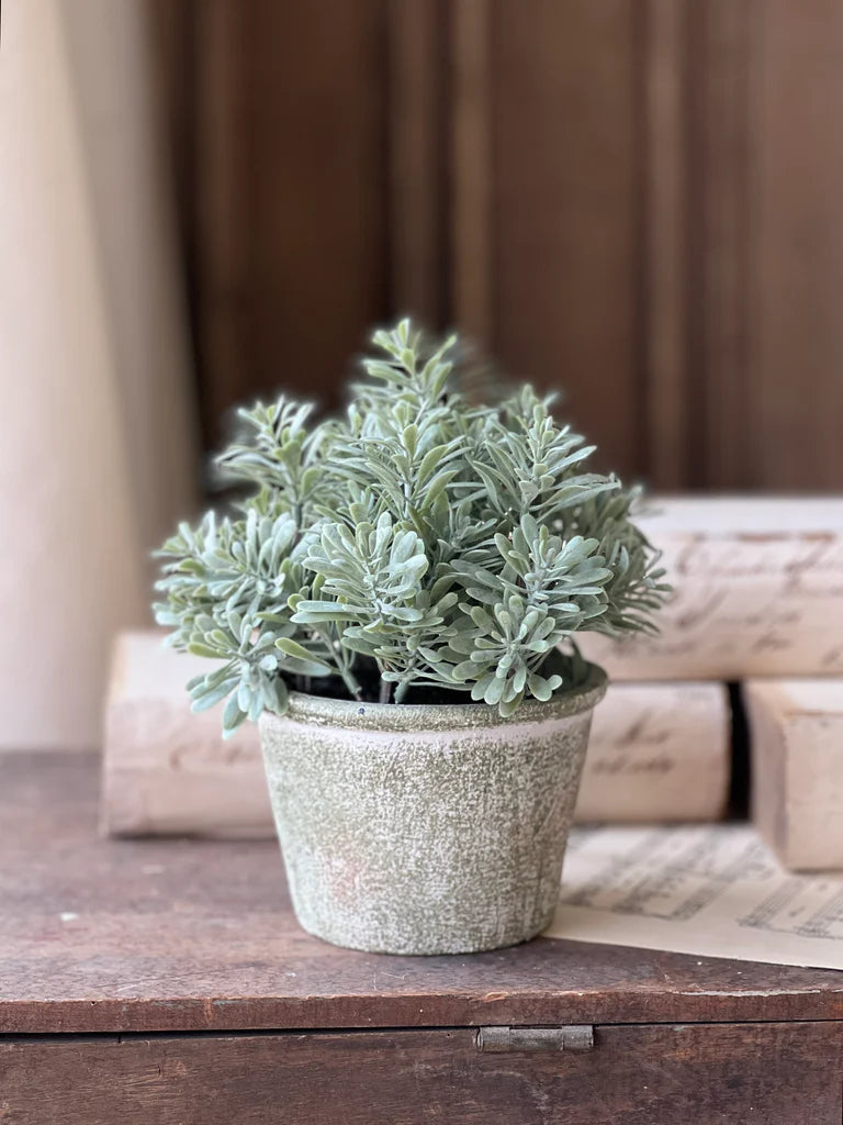 Belmont Pot | Purslane | 8"