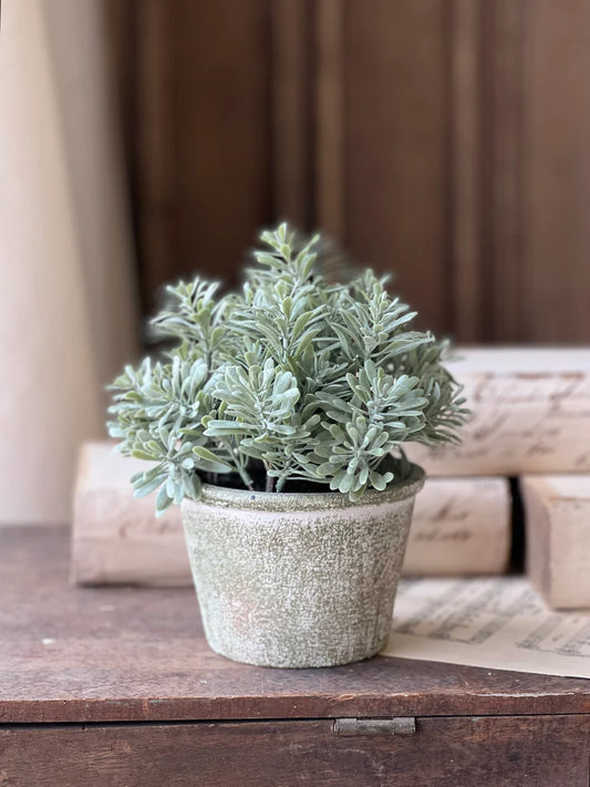 Belmont Pot | Purslane | 8"