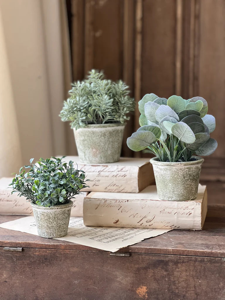 Belmont Pot | Purslane | 8"