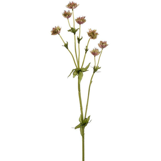 Astrantia Spray | 23"