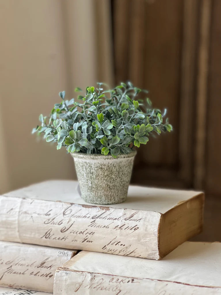 Belmont Pot | Loveleaf | 6"