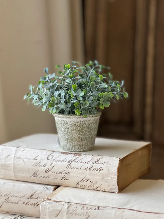 Belmont Pot | Loveleaf | 6"
