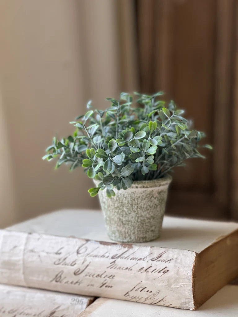 Belmont Pot | Loveleaf | 6"