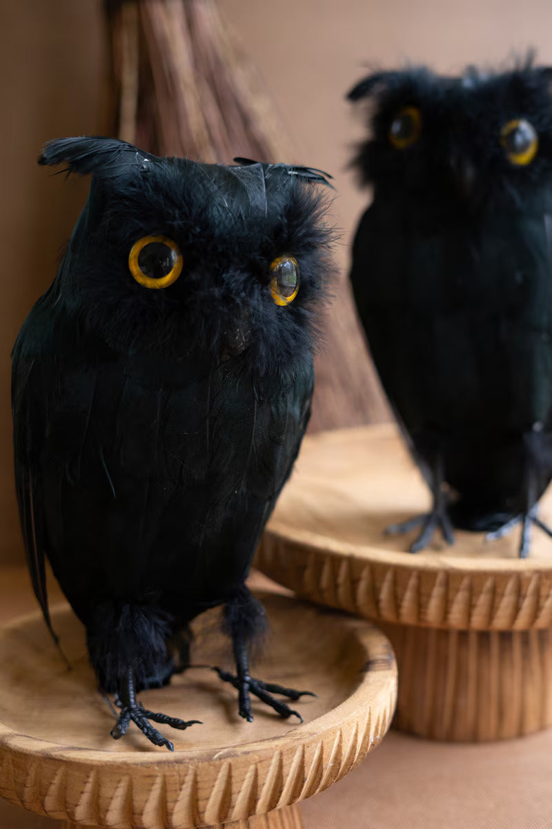Owl with Black Feathers