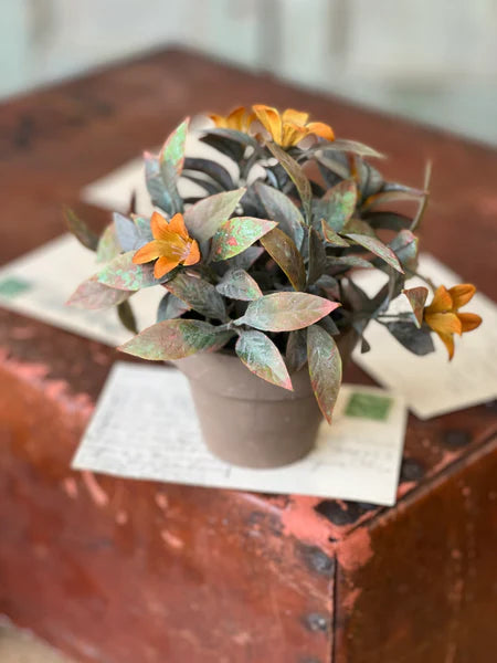 Coquette Blooms Pot | 6"