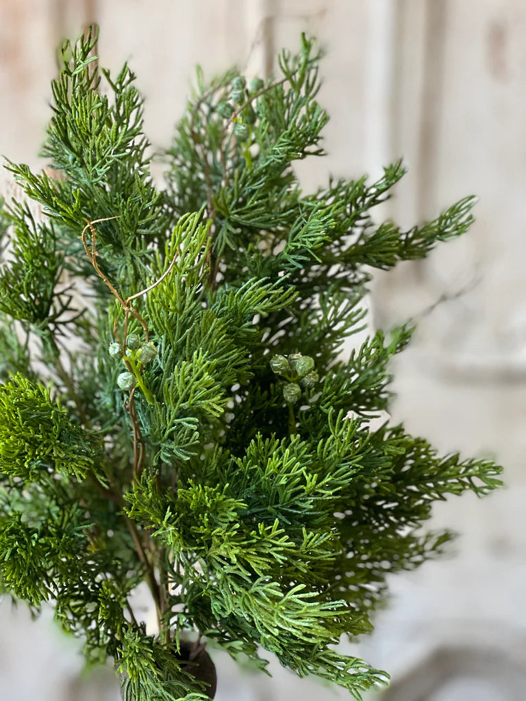 Dripping Cedar Bush