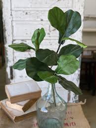 Fiddle Fig Spray | 24"