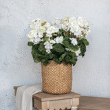 White Geranium Bush | 19.5
