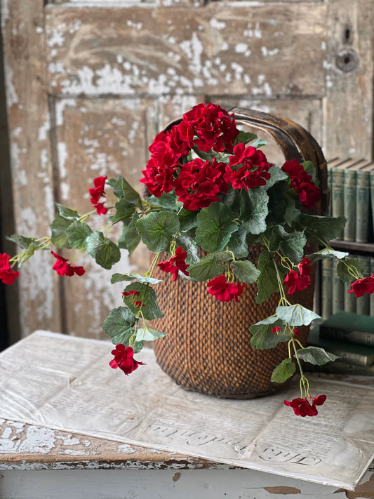 Geranium Hanging Bush | 22"