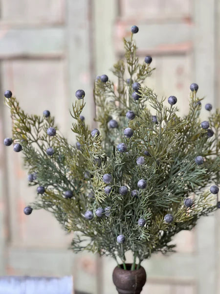 Midnight Juniper Bush