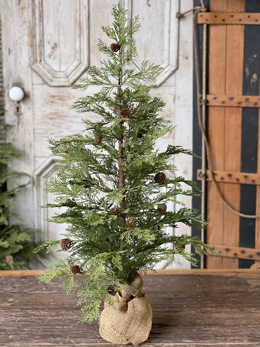 North Rim Hemlock Tree | 36"