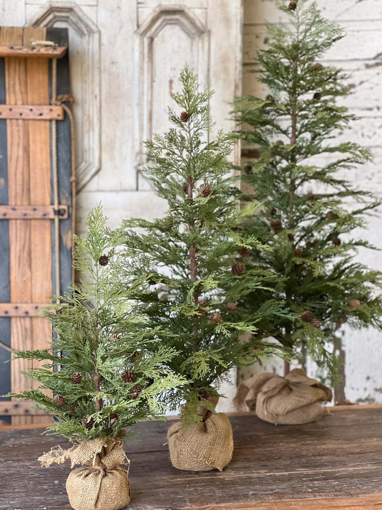 North Rim Hemlock Tree | 36"