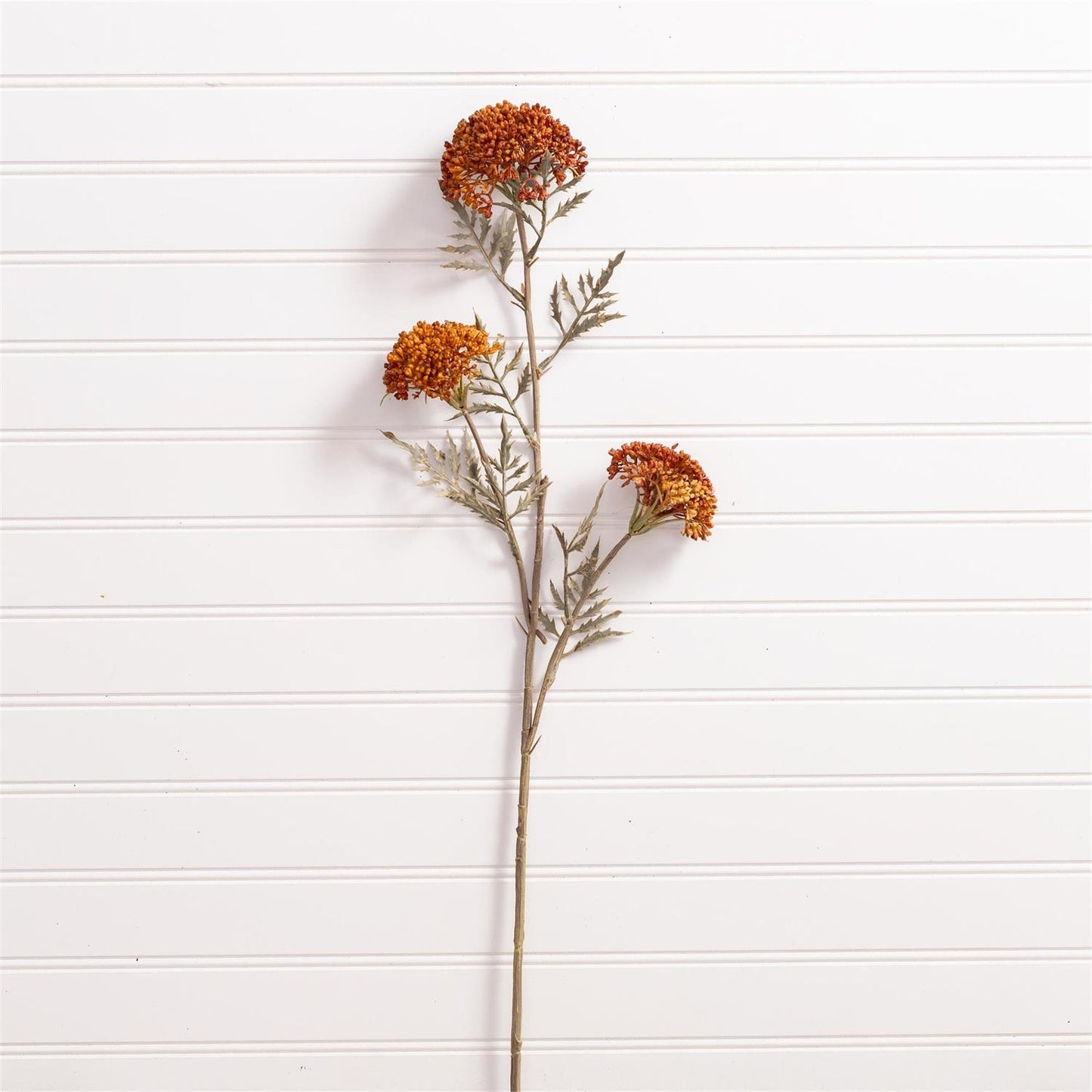 Ozothamnus Stem | 26"