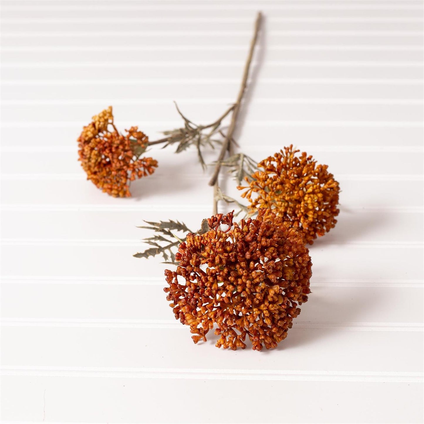 Ozothamnus Stem | 26"