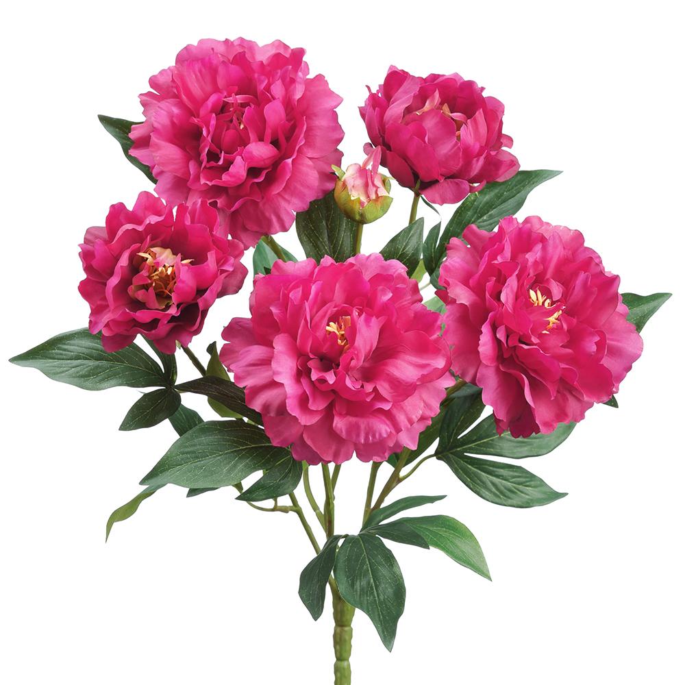 Peony Bush | 18"