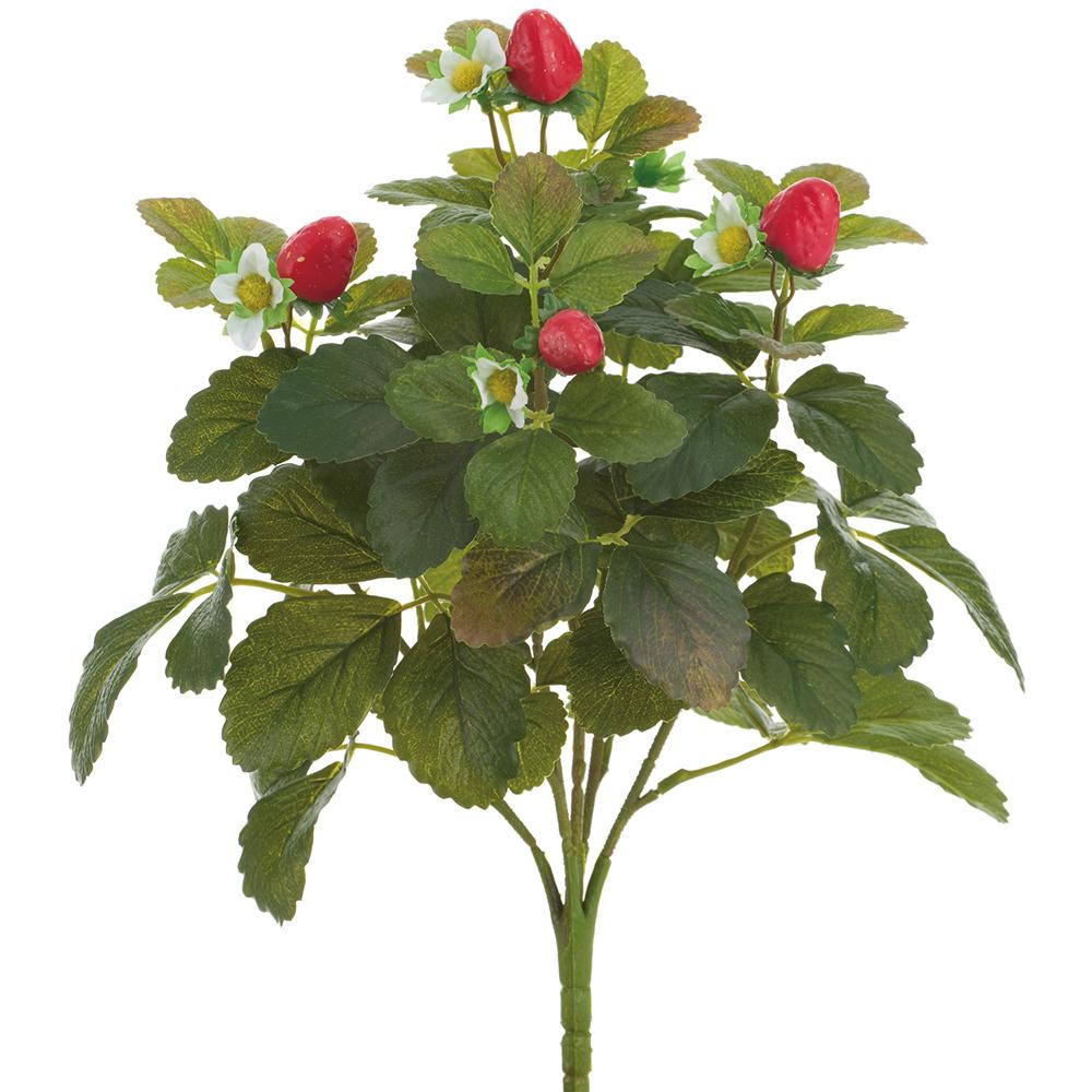 Strawberry Bush | 15"