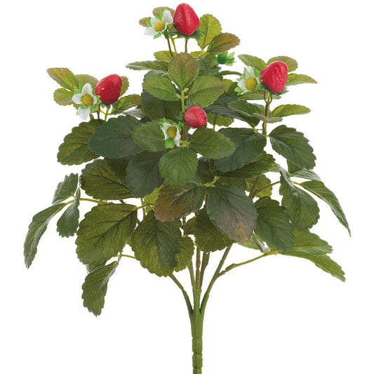 Strawberry Bush | 15"